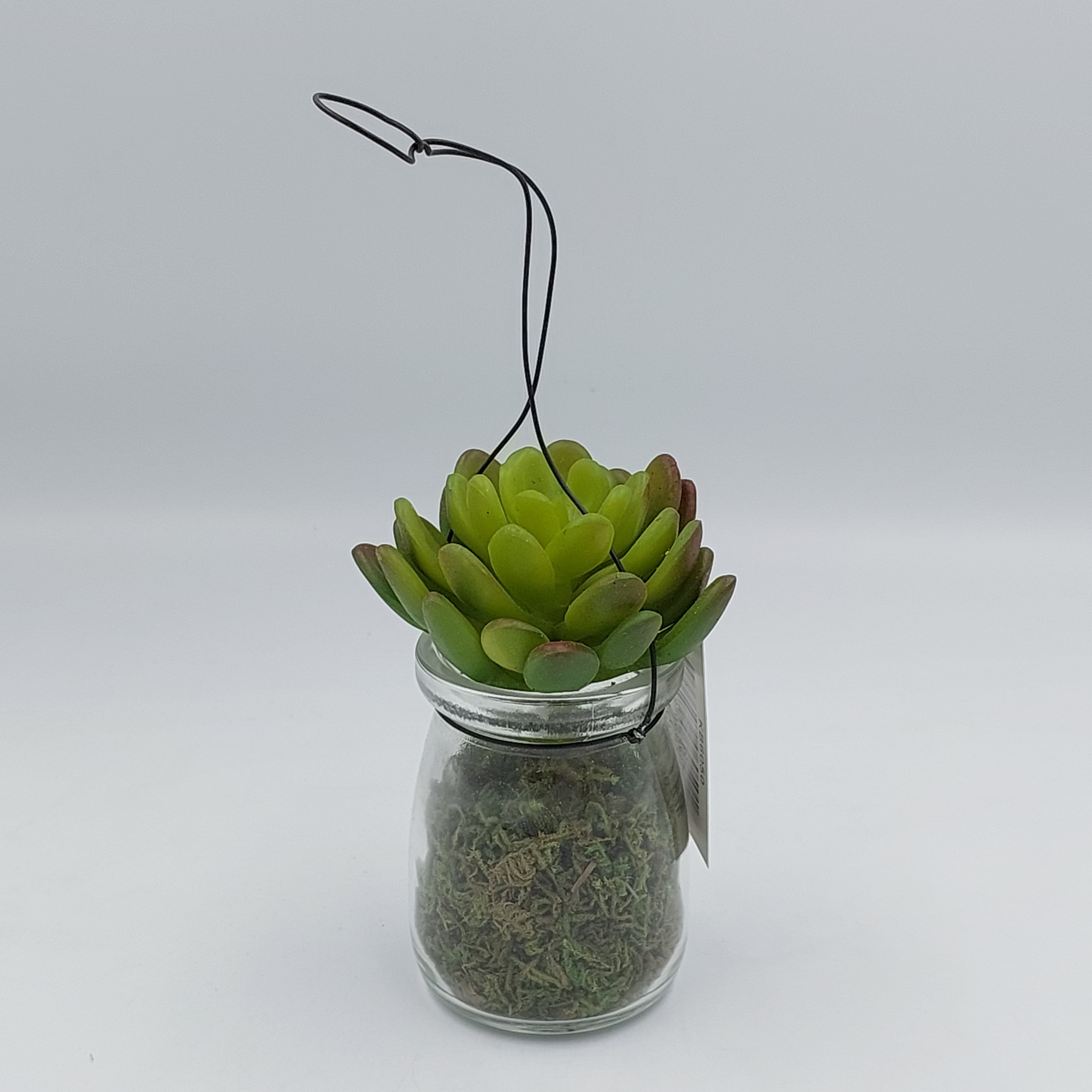 Succulent in Milk Bottle - Success Gifts