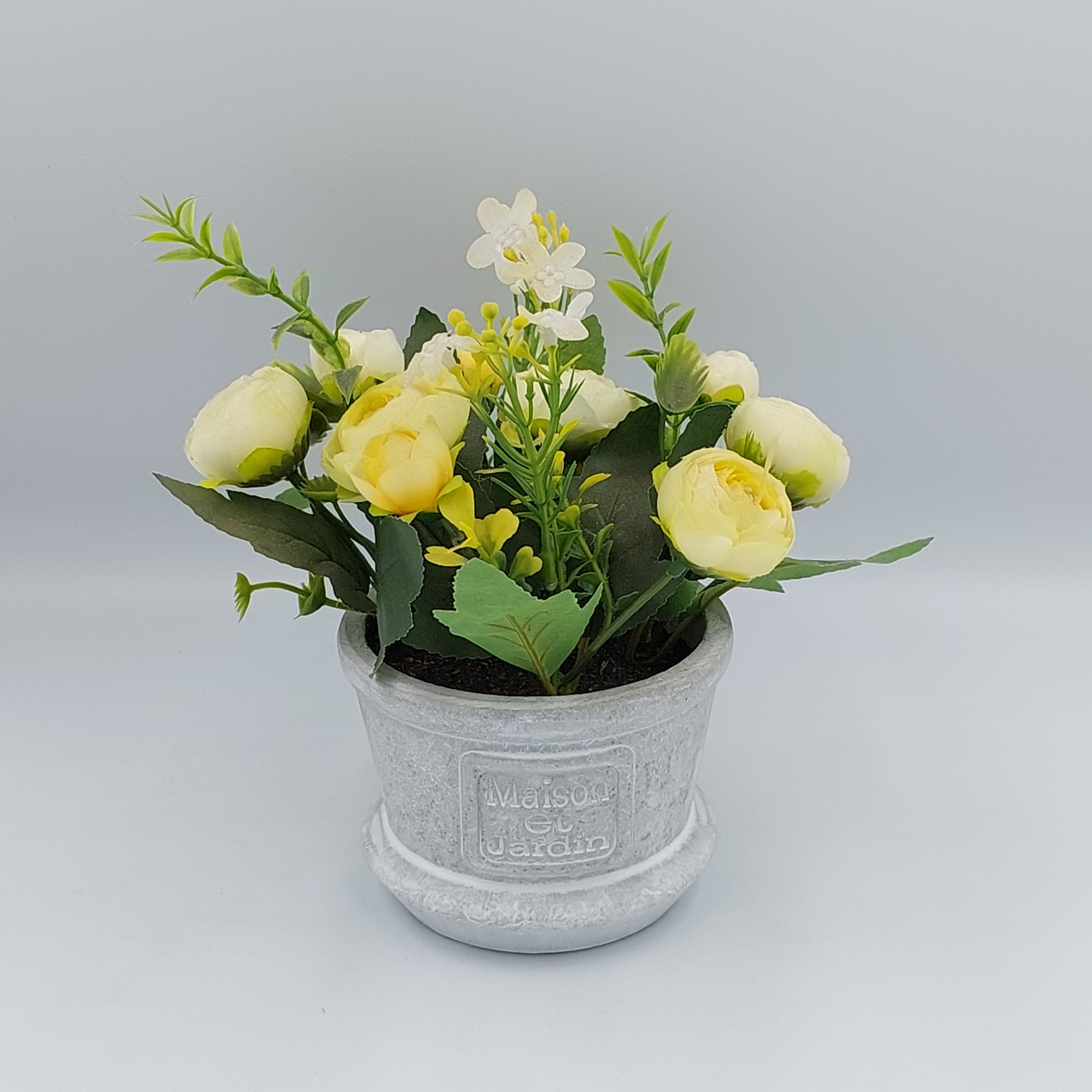 Peony Plant in Pot