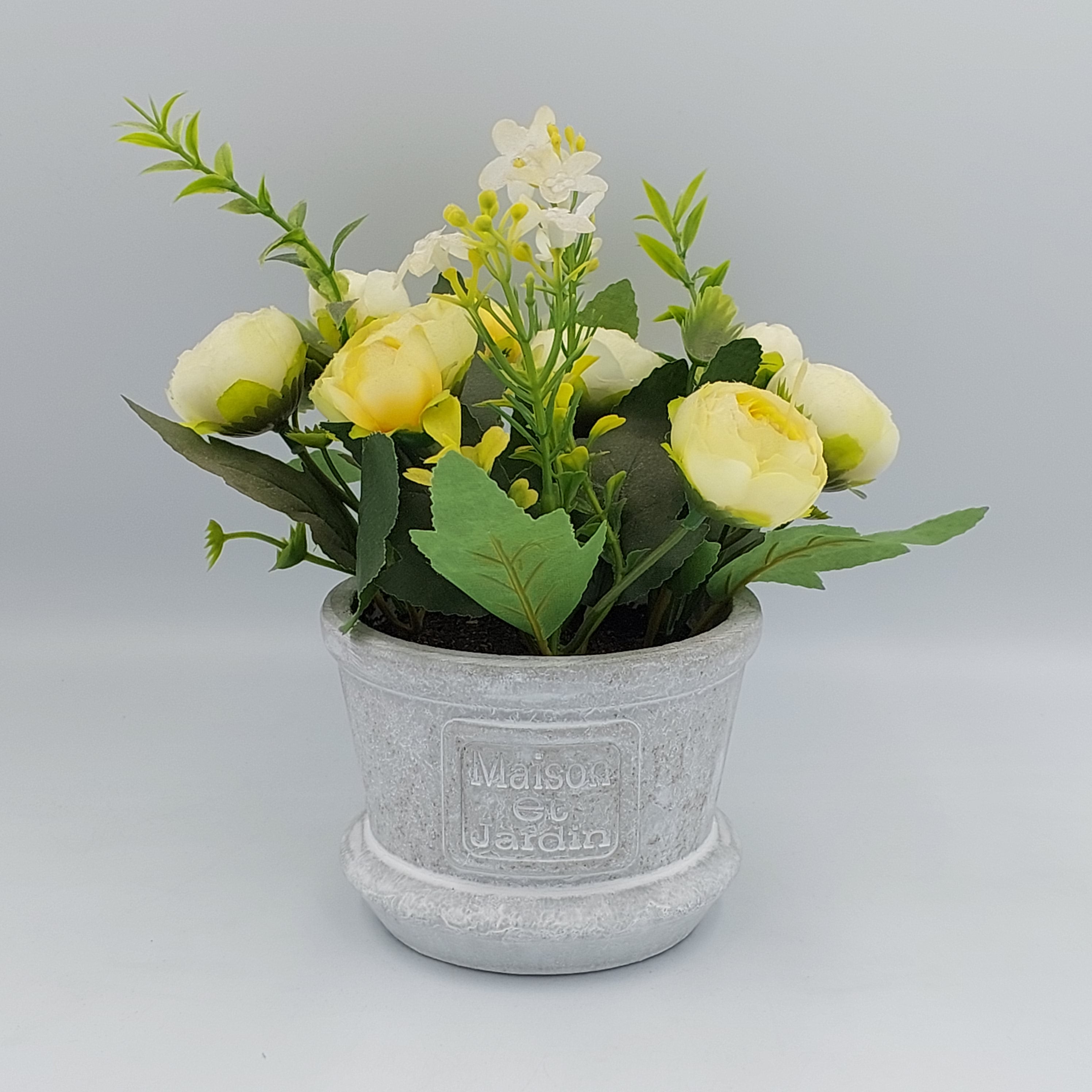 Peony Plant in Pot
