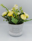 Peony Plant in Pot