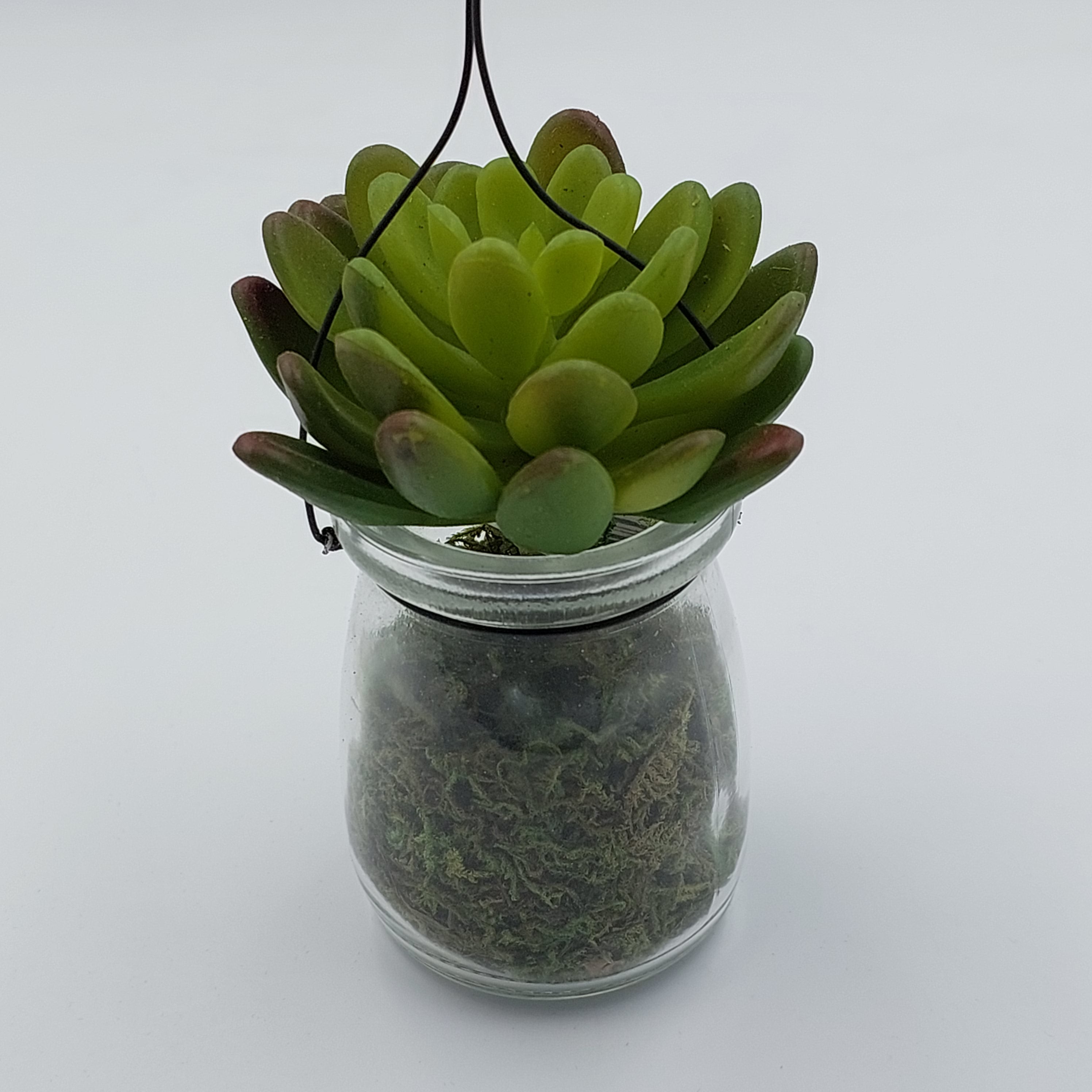 Succulent in Milk Bottle - Success Gifts