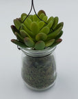 Succulent in Milk Bottle - Success Gifts